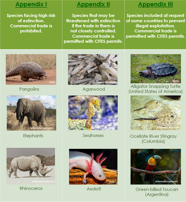 Examples-of-animal-and-plant-species-under-CITES